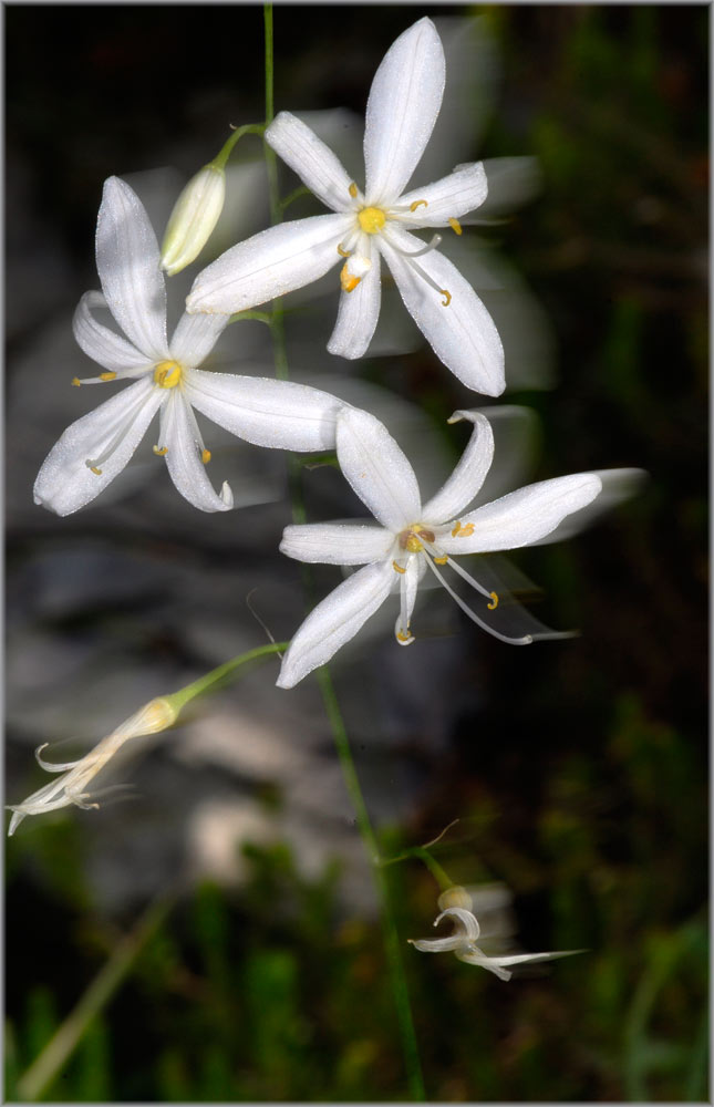 Aestige Graslilie, windverweht....
Bei herrlichem Wetter, ohne Wolken, in der herrlichen Bergen von Flims, heiss, der Schweiss läuft in Strömen, will man jedoch fotografieren, windet es bestimmt......
Schlüsselwörter: Aestige_Graslilie, Anthericum ramosum, Flims