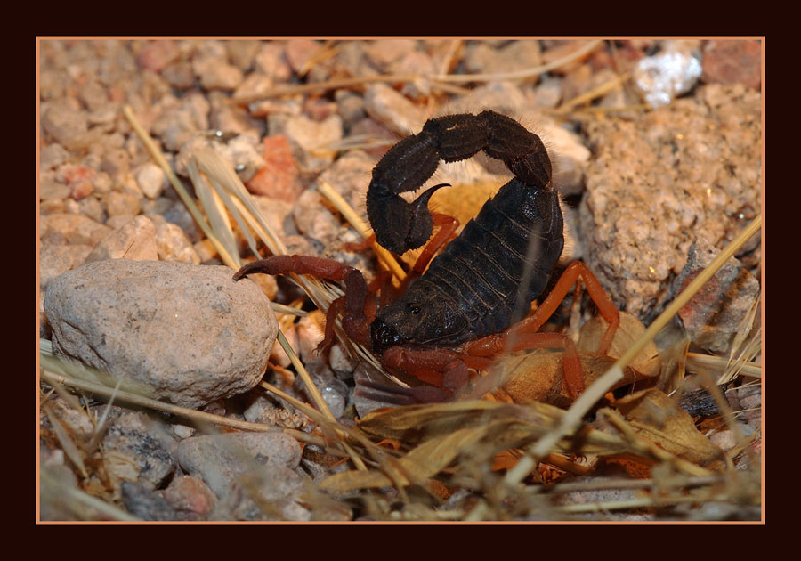 Dickschwanz-Skorpion
Nachts an der Bloodkopie
Schlüsselwörter: Namibia