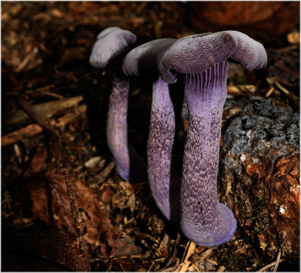 dunkelvioletter Dickfuss
Schlüsselwörter: dunkelvioletter Dickfuss, Cortinarius violaceus, Knittelfeld, Oesterreich