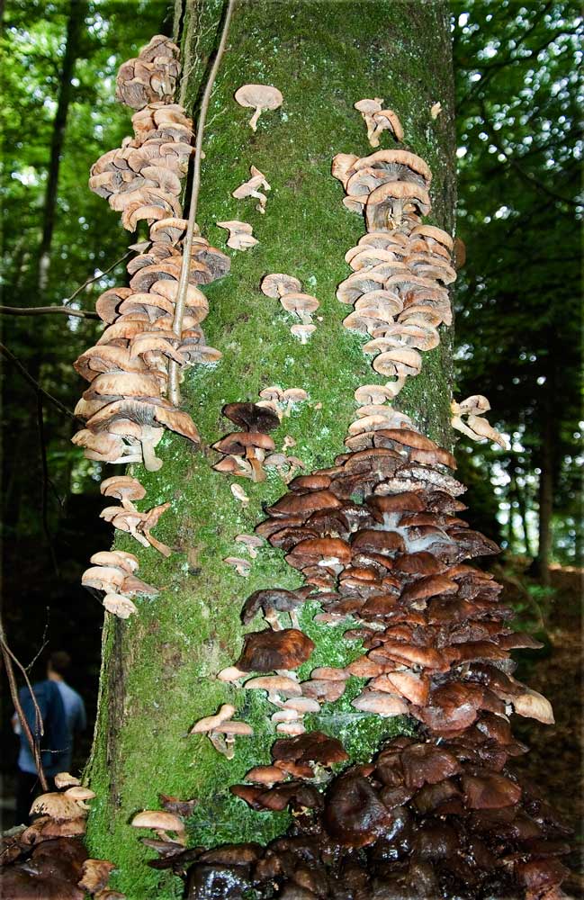 epiphytische Pilze
Schlüsselwörter: Pilze, Benken
