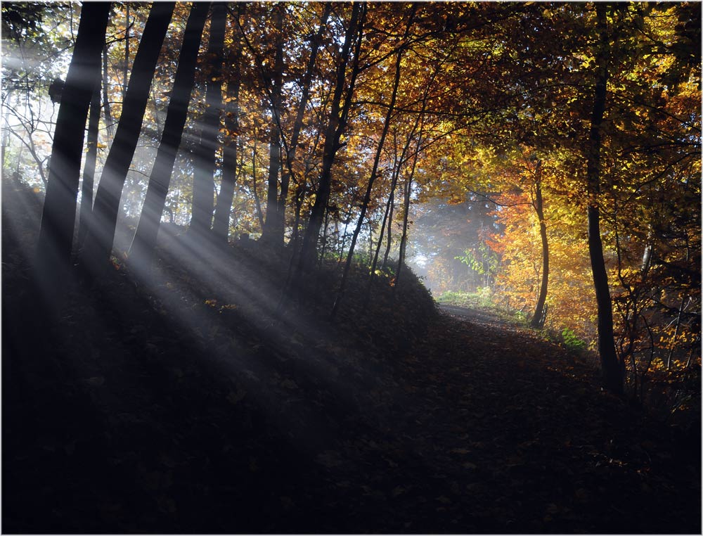 Erstes Licht im Nebelherbstwald
Schlüsselwörter: Nebelherbstwald, Wald, Herbst, Uetliberg, Zürich