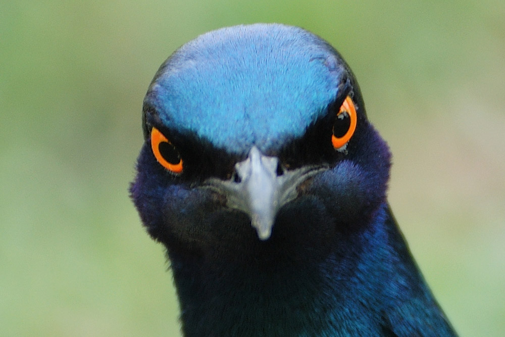 Glanzstar
Schlüsselwörter: Glanzstar, Namibia