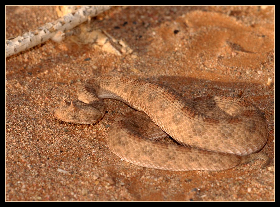 Abendlicht
Gehörnte Puffotter im Abendlicht, Nähe Sossus-Vlei, Namibia
Schlüsselwörter: Namibia, gehörnte Puffotter, Sossusvlei