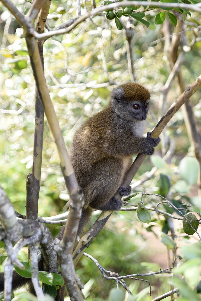 kleiner_Bambuslemur_Hapalemur_76M1323.jpg