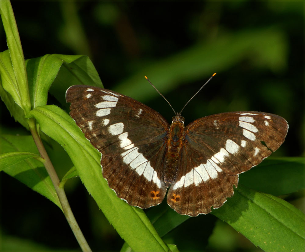 Kleiner Eisvogel (Limenitis camilla)
Der kleine Eisvogel lebt in Bodennähe, im Gegensatz zum grossen Eisvogel der in der Wipfelregion von Wäldern lebt.
Schlüsselwörter: Limenitis camilla, Kleiner Eisvogel, Uetliberg