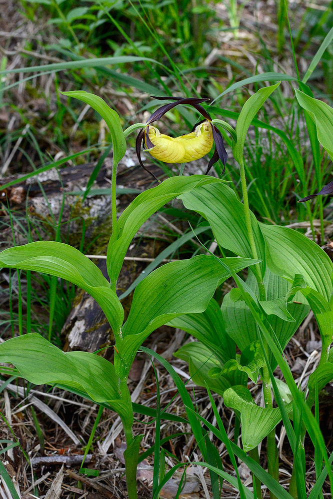 Gelbe Frauenschuh oder Gelb-Frauenschuh (Cypripedium calceolus)
Der Gelbe Frauenschuh ist eine ausdauernde krautige Pflanze, die Wuchshöhen von 15 bis 60 Zentimetern erreicht. Am etwas gebogenen und behaarten Stängel befinden sich drei bis fünf breit-elliptische, stängelumfassende Laubblätter, die nach außen spitz zulaufen. Diese weisen eine Länge zwischen 5 und 13 cm auf. Die hellgrünen Laubblätter zeigen an der Blattunterseite eine feine flaumige Behaarung. Auch die kräftige Nervatur ist deutlich erkennbar. Die Blätter sind durch Längsfalten versteift und leiten dadurch das Regenwasser zum Stängel hin ab.

In der Regel sind die einzelnen Triebe einblütig, oft tragen sie bei gutem Wachstum der Pflanze auch zwei Blüten, selten drei oder vier.

Die zwittrigen, zygomorphen Blüten sind dreizählig. Die vier äußeren purpur- bis schokoladenbraunen Perigonblätter sind etwa 5 cm lang. Sie zeigen eine spitz-lanzettliche Form und umgeben breit abstehend den gelben „Schuh“. Die schmalen Petalen sind häufig etwas gedreht. Die sehr große, kräftig gelbe Lippe wird von einem inneren Perigonblatt gebildet und zu einem bauchigen Schuh umgeformt. Durch Überkrümmung des Blütenstiels drehen sich bei Öffnung die Blüten um 180°, was bedeutet, dass das Labellum ursprünglich das obere, innere Perigonblatt der Blüte ist. Der Schuh erreicht eine Länge von vier bis acht cm. Die Blüten des Frauenschuhs zählen damit zu den größten unserer Flora und stellen die größten Einzelblüten unter den europäischen Orchideen dar. Es sind zwei Staubblätter fruchtbar. In Mitteleuropa beginnt die Blütezeit des Frauenschuhs Mitte Mai und dauert bis Ende Juni an.

Der Frauenschuh wird von Insekten bestäubt. Aufgrund seiner kesselfallenähnlichen Bestäubungsvorrichtung ist Selbstbestäubung praktisch ausgeschlossen.
Schlüsselwörter: Frauenschuh Cypripedium calceolus Bergsturzgebiet Arth-Goldau