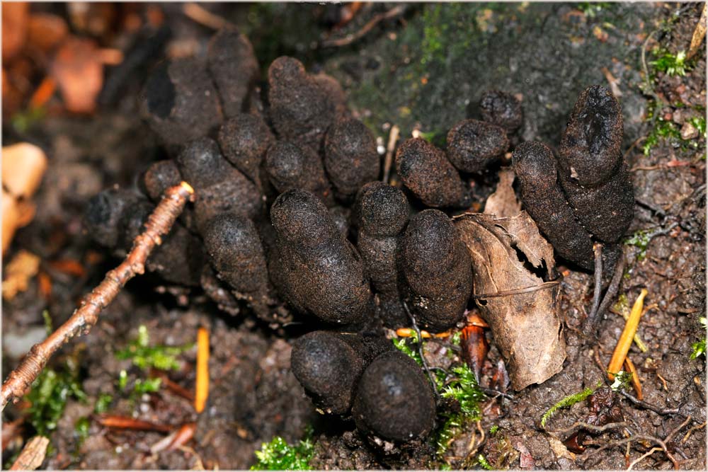 Kohliger Kugelpilz, lebende Holzkohle
Daldinia conentrica (Sphaeriaceae) 2-3 cm hoch halbkugelig bis kissenförmig, stiellos. Oberfläche glatt und fein punktiert. Ganzjährig auf totem Laubholz.
Schlüsselwörter: Daldinia concentrica, Holzkohle, kohliger Kugelpilz, Sihlwald, Zürich