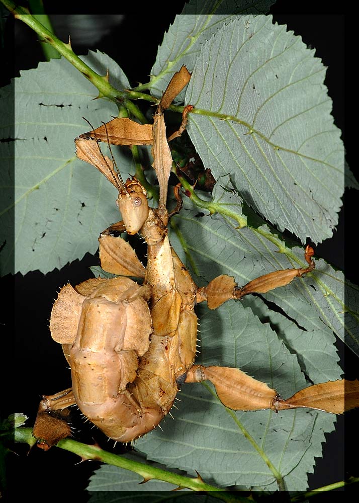Gespenstschrecken (Extatosoma popa)
Ahmt das Tier nun ein welkes Blatt oder einen Skorpion nach...
Schlüsselwörter: Kloten, Insektenbörse