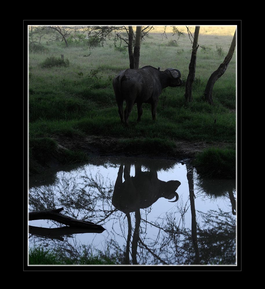 Afrikanischer Büffel
Morgenlicht an der Tränke
Schlüsselwörter: Buffalo, afrikanischer Büffel, Lake Nakuru, Kenia