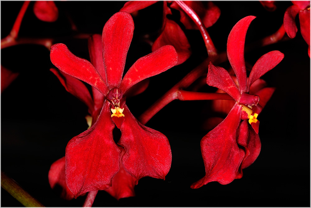 Orchideen Stadtgärtnerei
