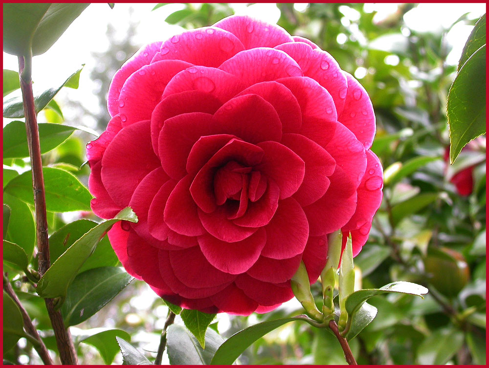 Kamelie, rote, gefüllte Blüte
Schlüsselwörter: rote Kamelie, Tessin