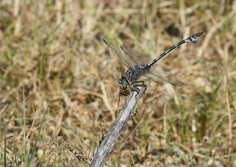 Seedrachen (Lindenia tetraphylla)
Der Seedrache erreicht eine Körperlänge von bis zu 80 mm und Flügelspannweiten bis zu 80 mm. Der Seedrache ist somit die größte Flussjungfernart Europas. Wie bei allen Arten der Familie der Flussjungfern, berühren sich die Augen in der Mitte nicht. Im Jugendstadium ist die Grundfärbung an Brust und Hinterleib gelb mit schwarzen Zeichnungselementen. Die Weibchen haben zwischen dem 2. + 3. Hinterleibssegment einen orangefarbenen Ring, deren leuchtende Farbe sich oberhalb beider Segmente ausdehnt.  Während die Farbe der Weibchen mit fortschreitender Lebensdauer meist nur etwas blasser wird, färben sich die sandgelblichen Bereiche beim Männchen grünlich-grau. Die Farbverteilung kann aber sehr stark variieren, so gibt es fast schwarz oder eben fast sandfarbene Imagines. Männchen und Weibchen bekommen im Alter eine blaue Wachsschicht. Die Farbe der Augen beider Geschlechter ist grau. Die Flügelmale sind gelblich bis blassbraun, dazu recht groß und lang.
Schlüsselwörter: Seedrachen Lindenia tetraphylla Nordgriechenland
