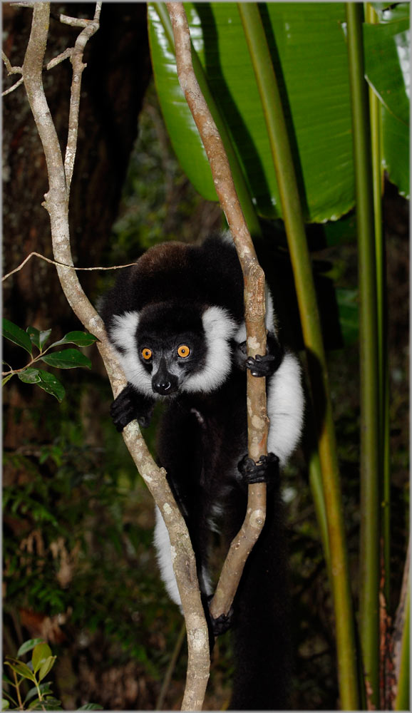 schwarz_weisser Vari
Varecia variegata variegata ein scheuer Lemur des Bergregenwaldes.

