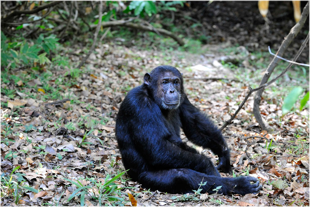 Schimpanse, Pan troglodytes, Mahale, Tanzania
Schlüsselwörter: Menschenaffen, Schimpanse, Pan troglodytes, Mahale, Tanzania