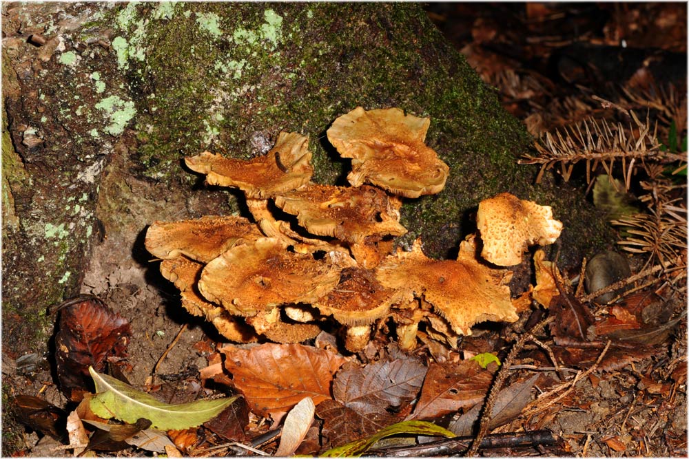 Sparriger Schüppling, Pholiotes squarrosa, Uetliberg, Zürich
1 Woche nach der ersten Aufnahme
Schlüsselwörter: Sparriger Schüppling, Pholiotes squarrosa, Uetliberg, Zürich