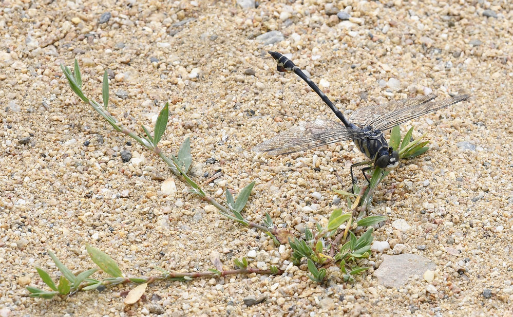Seedrachen (Lindenia tetraphylla)
Der Seedrache erreicht eine Körperlänge von bis zu 80 mm und Flügelspannweiten bis zu 80 mm. Der Seedrache ist somit die größte Flussjungfernart Europas. Wie bei allen Arten der Familie der Flussjungfern, berühren sich die Augen in der Mitte nicht. Im Jugendstadium ist die Grundfärbung an Brust und Hinterleib gelb mit schwarzen Zeichnungselementen. Die Weibchen haben zwischen dem 2. + 3. Hinterleibssegment einen orangefarbenen Ring, deren leuchtende Farbe sich oberhalb beider Segmente ausdehnt.  Während die Farbe der Weibchen mit fortschreitender Lebensdauer meist nur etwas blasser wird, färben sich die sandgelblichen Bereiche beim Männchen grünlich-grau. Die Farbverteilung kann aber sehr stark variieren, so gibt es fast schwarz oder eben fast sandfarbene Imagines. Männchen und Weibchen bekommen im Alter eine blaue Wachsschicht. Die Farbe der Augen beider Geschlechter ist grau. Die Flügelmale sind gelblich bis blassbraun, dazu recht groß und lang.
Schlüsselwörter: Seedrachen Lindenia tetraphylla Nordgriechenland