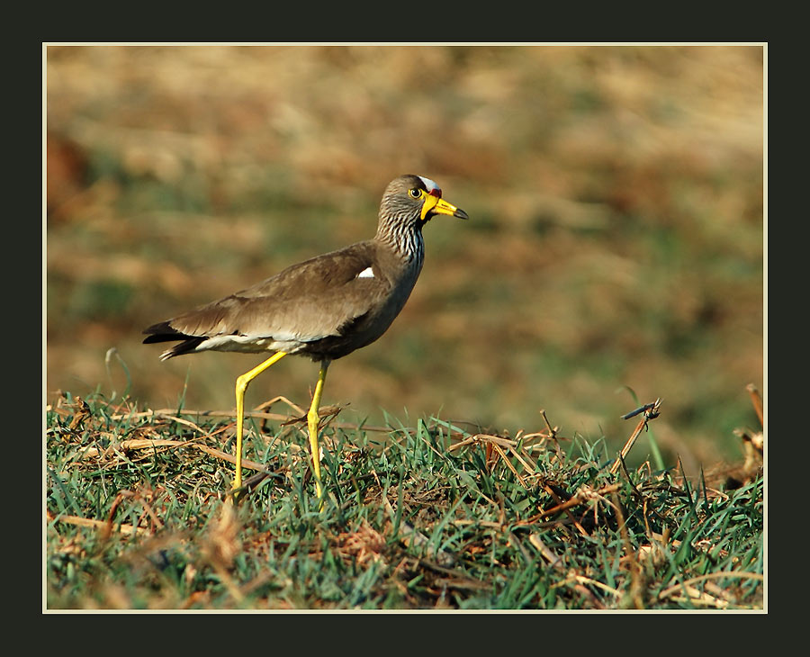 Senegalkiebitz
Am Ufer des Okawango, Mahango-Wildpark, vom Boot aus.
Schlüsselwörter: Namibia, Senegalkiebitz, Vanellus senegallus