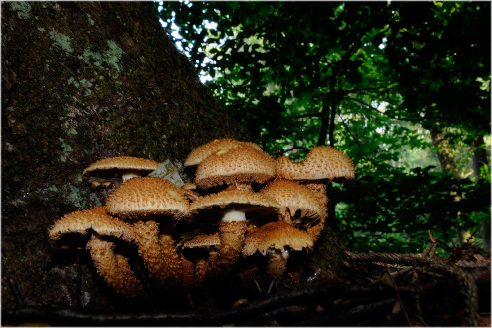 Sparriger Schüppling
Schlüsselwörter: Sparriger Schüppling, Pholiotes squarrosa, Uetliberg, Zürich