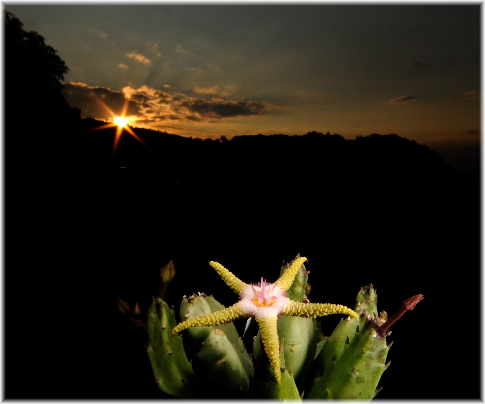 Stapelia flavopurpurascens
