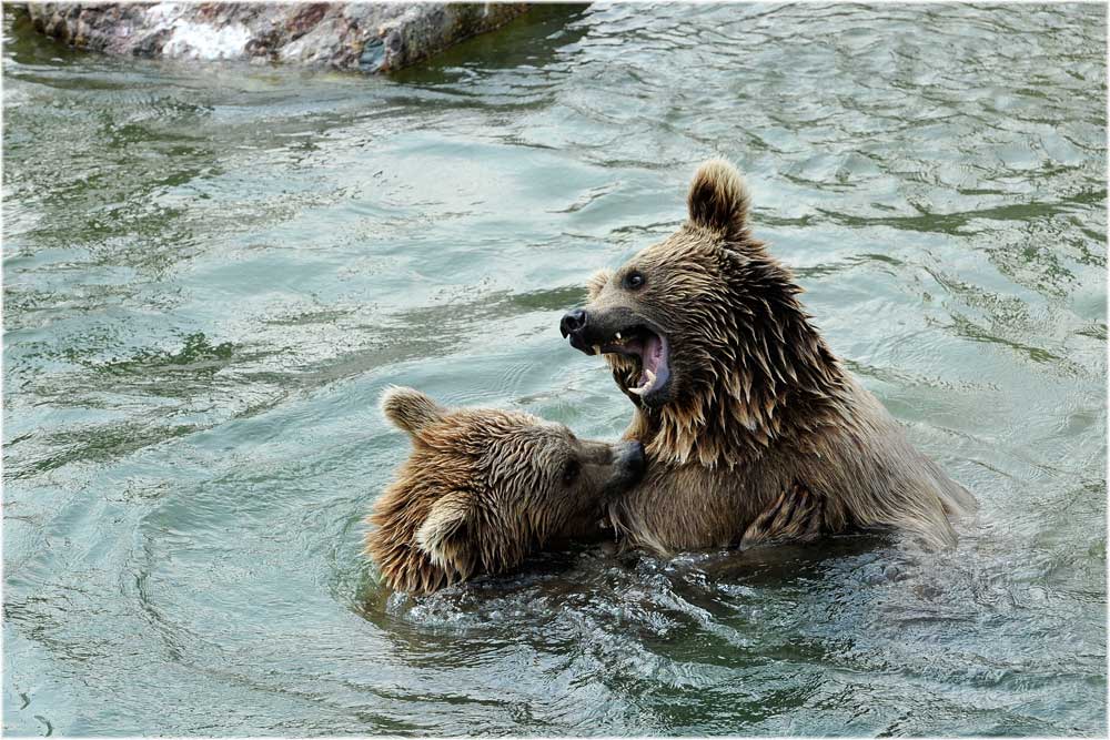 Syrische Bären im Tierpark Goldau
Schlüsselwörter: syrischer Bär, Tierpark Goldau