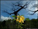 Adansonia_Uncarina_MAM0111.jpg