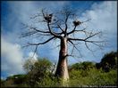 Adansonia_suareszensis_MAM0.jpg