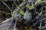 Aloe_haworthioides_3MA1128.jpg