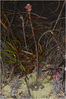 Aloe_hawortioides_MA8_2943.jpg