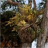 Ansiella_africana_7TA5091.jpg