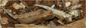 Brookesia_MAE2421.jpg