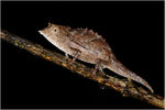 Brookesia_nasus_7MA3556~0.jpg