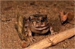 Bufo_Tanzania_7TA2114.jpg