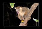 Bushbaby_7TA1806.jpg
