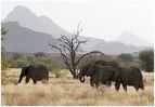 Damaraland_Elefanten.jpg