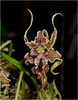 Dendrobium spectabile_M3P0153.jpg