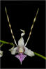 Dendrobium stratiotes_M3P0157.jpg