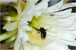 Echinopsis_pachanoi_Holzbiene_Xylocopa_7ZH4025.jpg