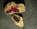 Eier_Archiopterix3.jpg