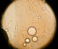 Eier_Archiopterix8.jpg