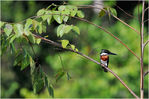 Eisvogel_M3P4957.jpg