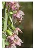Epipactis&Wespe1.jpg