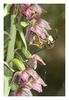 Epipactis&Wespe2.jpg