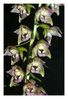 Epipactis_flims.jpg