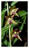 Epipactishelleborine.jpg