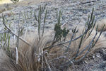Euphorbia_alluaudia_4MA2055.jpg