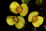 Euphorbia_fianarantsoa_MA8_3346.jpg