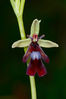 Fliegen_Ragwurz_Ophrys_insectifera_D9M5967.jpg