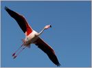 Fliegender_Flamingo.jpg
