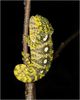 Furcifer_lateralis_MA8_5768.jpg