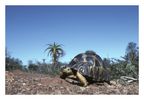 Dateiname=Geochelone_radiata~1.jpg
Dateigröße=184KB
Abmessungen: 1000x691
hinzugefügt am: 19. Juli 2004 Geochelone_radiata~1.jpg